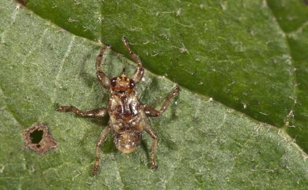 Клещ, блоха, вошь и муха с огромными глазами: Августовские вампиры выходят на охоту