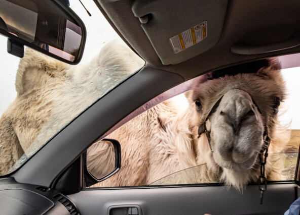 Чрезвычайно наглый верблюд на Бермамыте обучен отжимать у туристов печенье