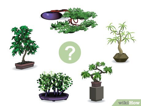 Как вырастить бонсай (с иллюстрациями) — wikiHow