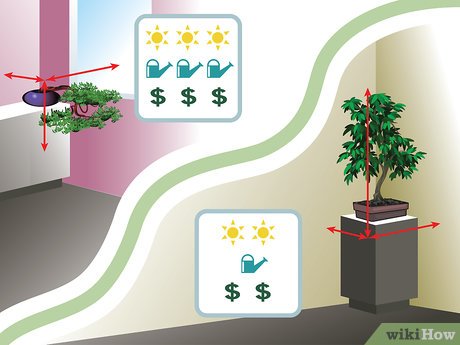 Step 3 Подберите размер бонсай.
